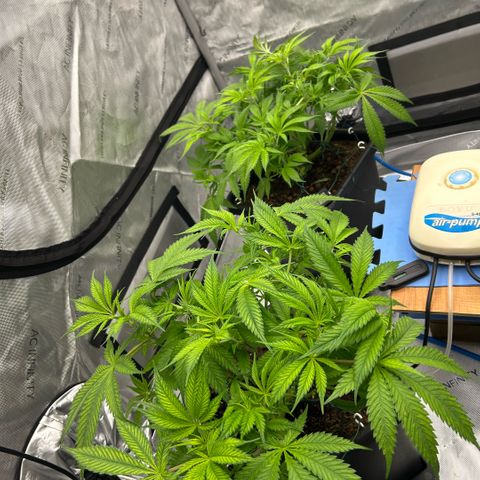 AMG #3 growlog photo: Post pre-flower clean up 