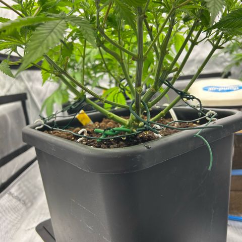 AMG #3 growlog photo: Post pre-flower clean up 