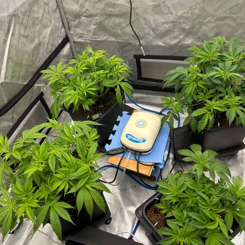 AMG #3 growlog timeline photo