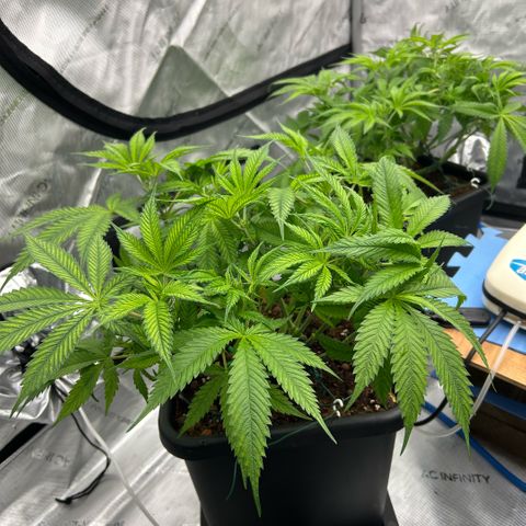 AMG #3 growlog photo: Post pre-flower clean up 