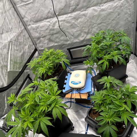 AMG #3 growlog timeline photo