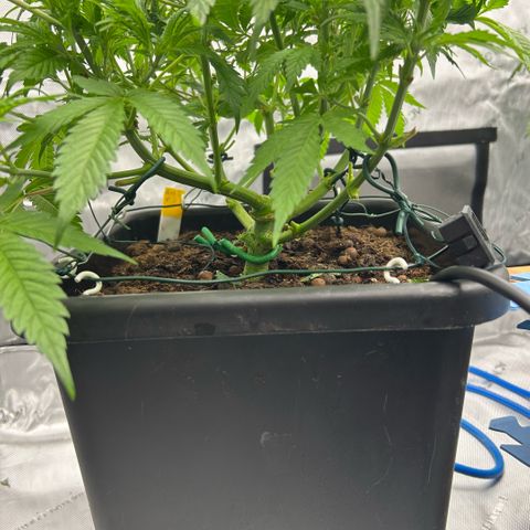 AMG #3 growlog photo: Post pre-flower clean up 