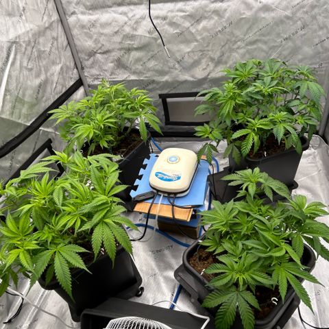 AMG #3 growlog timeline photo