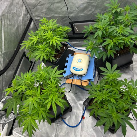AMG #3 growlog timeline photo