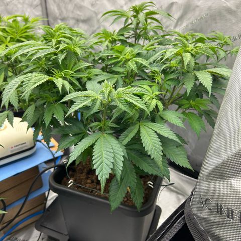 Amsterdam Amnesia  #2 growlog timeline photo