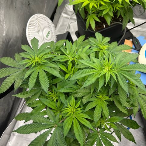 Amsterdam Amnesia  #2 growlog timeline photo