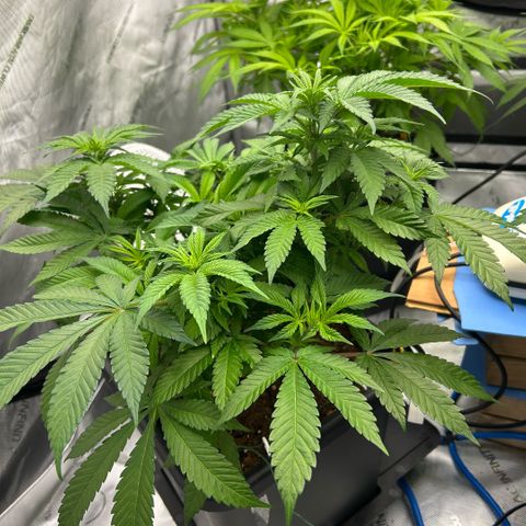Amsterdam Amnesia  #2 growlog timeline photo