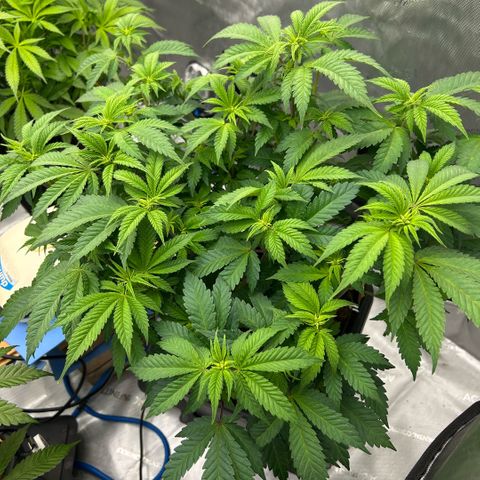 Amsterdam Amnesia  #2 growlog timeline photo