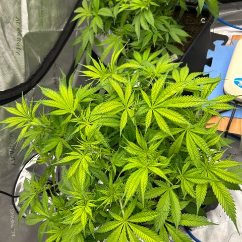 AMG #3 growlog timeline photo