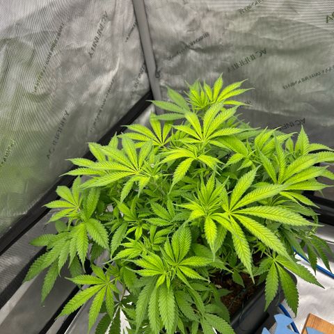 AMG #3 growlog timeline photo