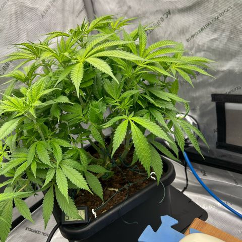 AMG #3 growlog timeline photo