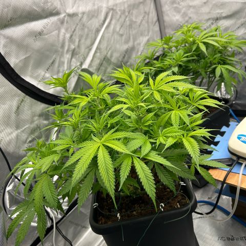 AMG #3 growlog timeline photo