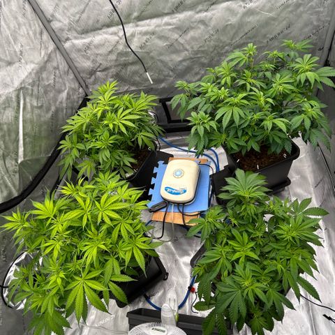AMG #3 growlog timeline photo