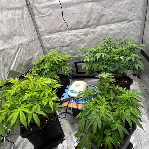 AMG #3 growlog timeline photo