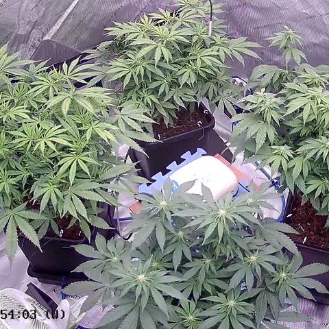 AMG #3 growlog timeline photo