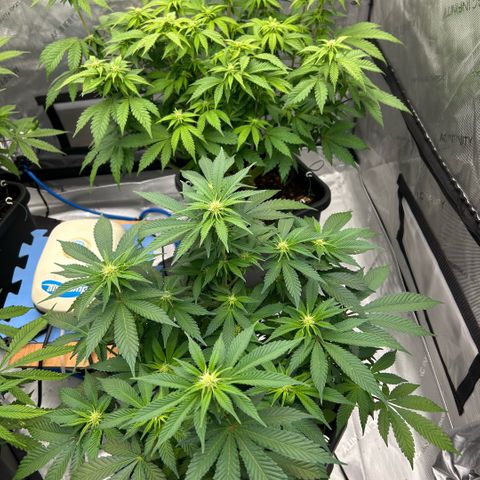 Amsterdam Amnesia  #2 growlog timeline photo