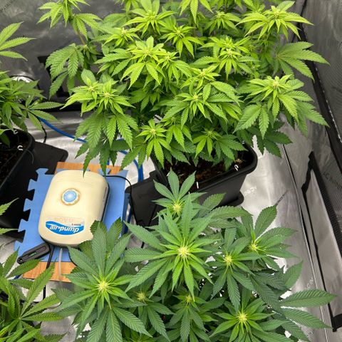 Amsterdam Amnesia  #2 growlog timeline photo