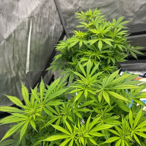 AMG #3 growlog timeline photo