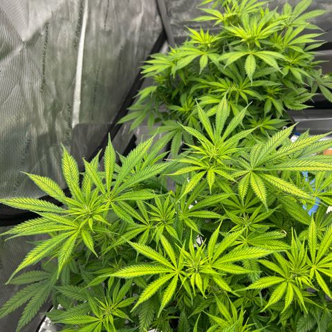 AMG #3 growlog timeline photo