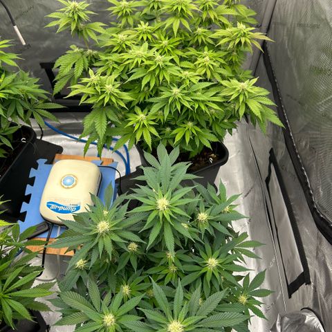 Amsterdam Amnesia  #2 growlog timeline photo