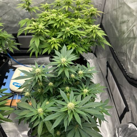 Amsterdam Amnesia  #2 growlog timeline photo