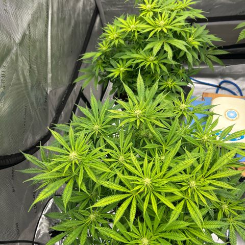 AMG #3 growlog timeline photo