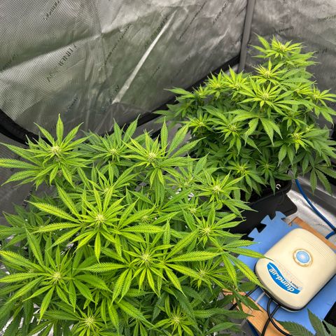 AMG #3 growlog timeline photo