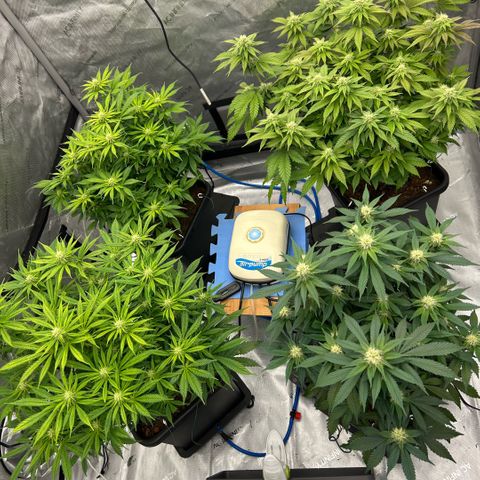 AMG #3 growlog timeline photo