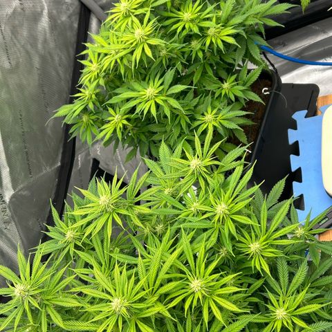 AMG #3 growlog timeline photo