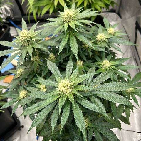 Amsterdam Amnesia  #2 growlog timeline photo
