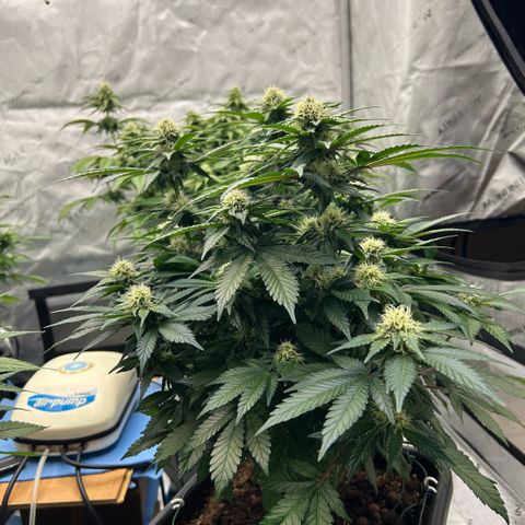 Amsterdam Amnesia  #2 growlog timeline photo