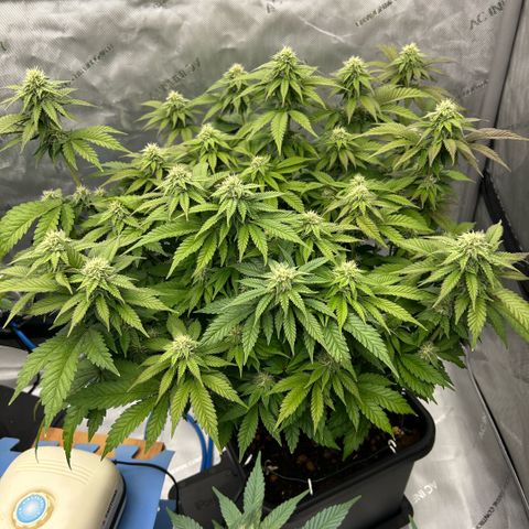 Amsterdam Amnesia  #2 growlog timeline photo