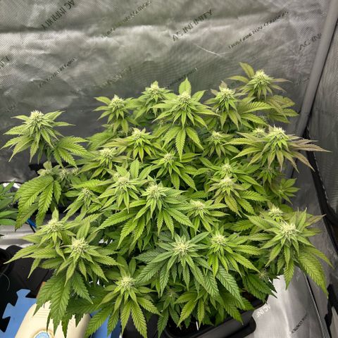 Amsterdam Amnesia  #2 growlog timeline photo