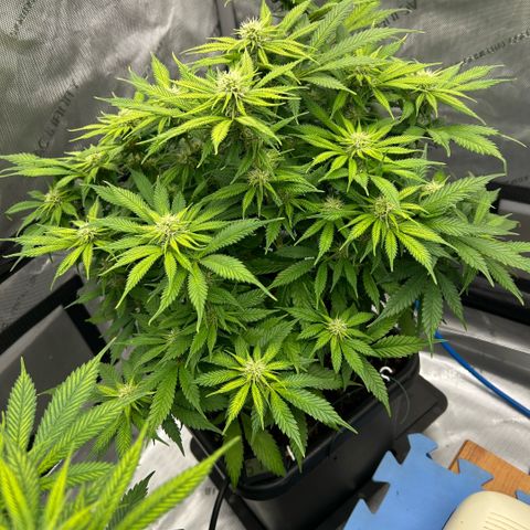 AMG #3 growlog timeline photo