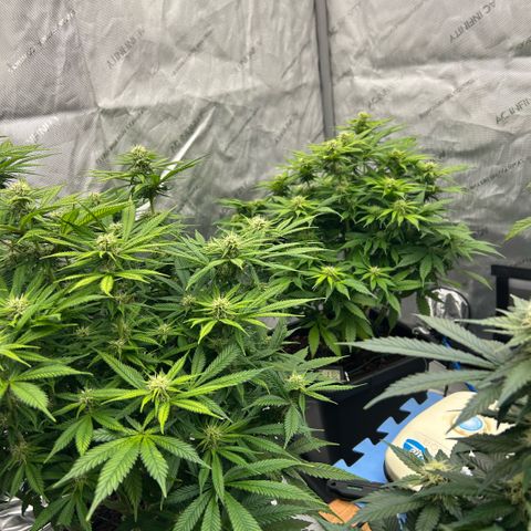 AMG #3 growlog timeline photo