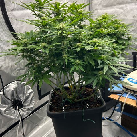 AMG #3 growlog timeline photo