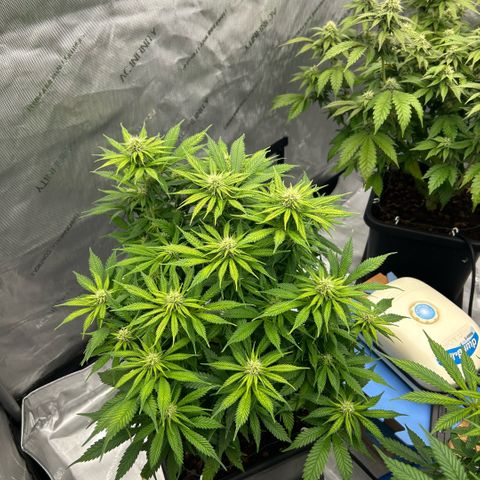 AMG #3 growlog timeline photo