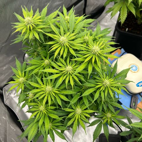 AMG #3 growlog timeline photo