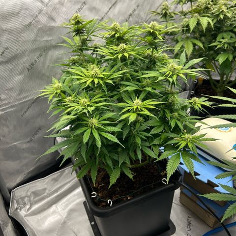 AMG #3 growlog timeline photo