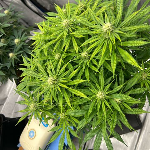 AMG #3 growlog timeline photo