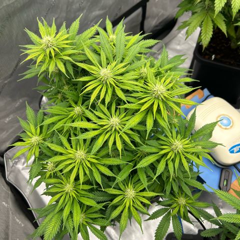 AMG #3 growlog timeline photo