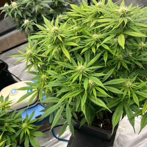 AMG #3 growlog timeline photo