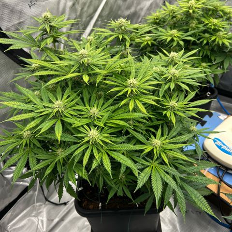 AMG #3 growlog timeline photo