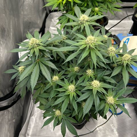 Amsterdam Amnesia  #2 growlog timeline photo