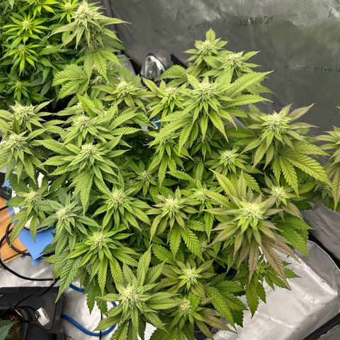 Amsterdam Amnesia  #2 growlog timeline photo