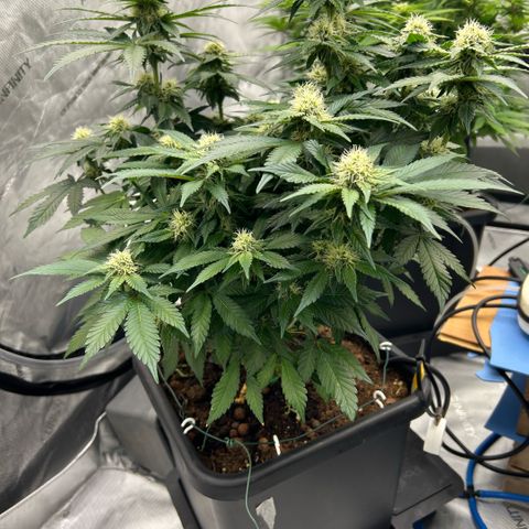 Amsterdam Amnesia  #2 growlog timeline photo