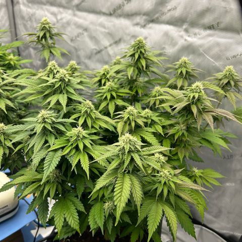 Amsterdam Amnesia  #2 growlog timeline photo