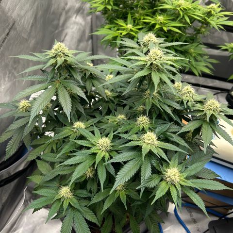 Amsterdam Amnesia  #2 growlog timeline photo