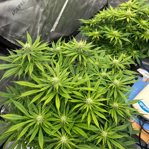AMG #3 growlog timeline photo