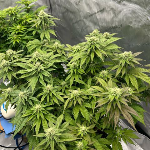 Amsterdam Amnesia  #2 growlog timeline photo